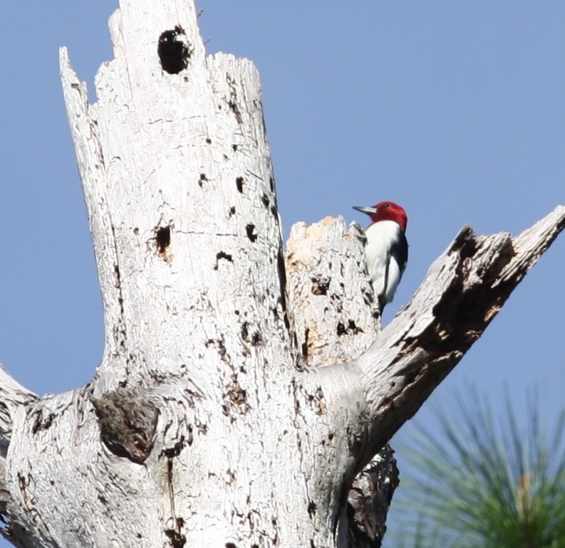 Red-headed Woodpecker - Michael Flemming