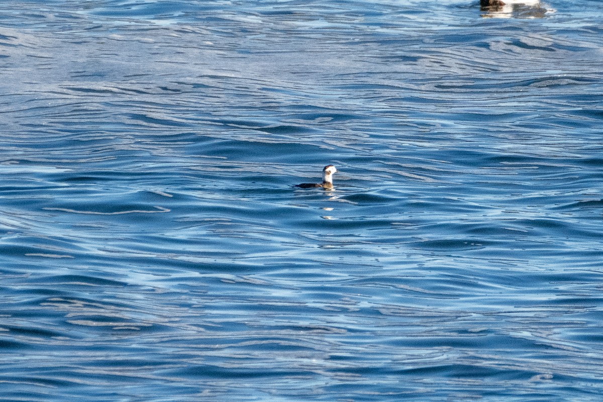 Harlequin Duck - ML616674386