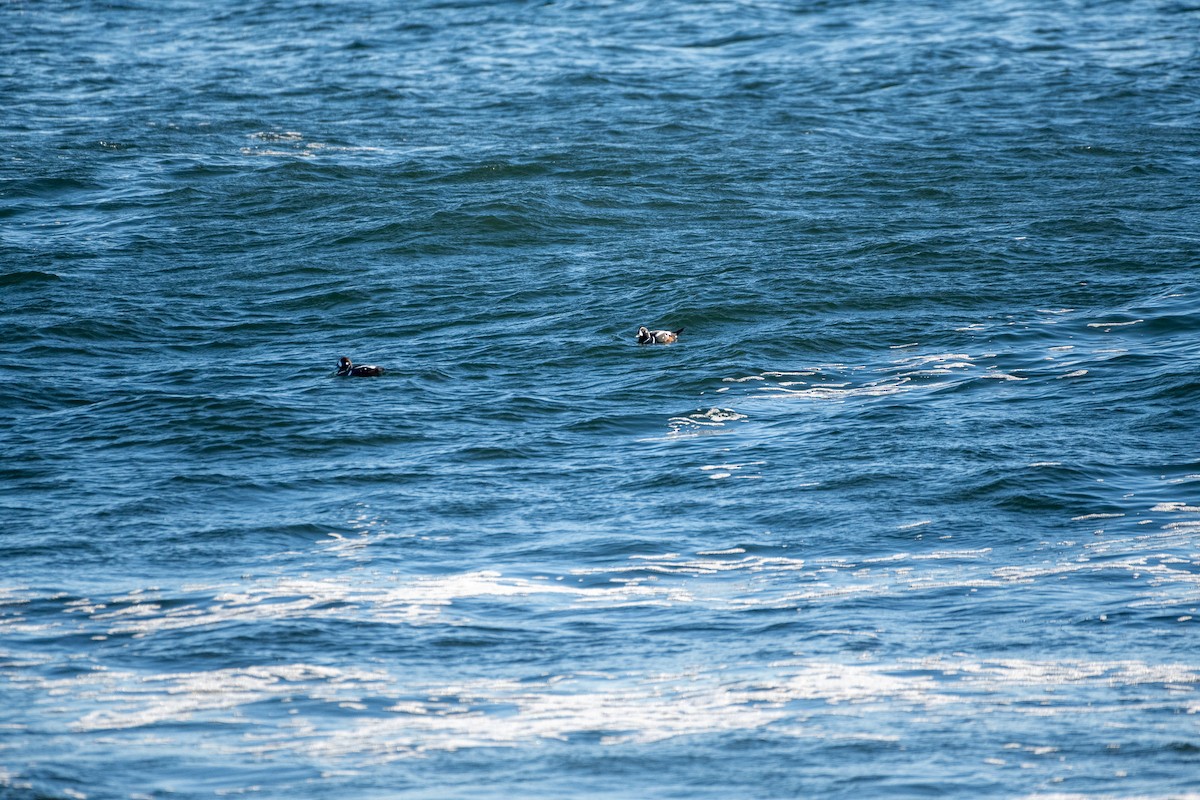 Harlequin Duck - ML616674396