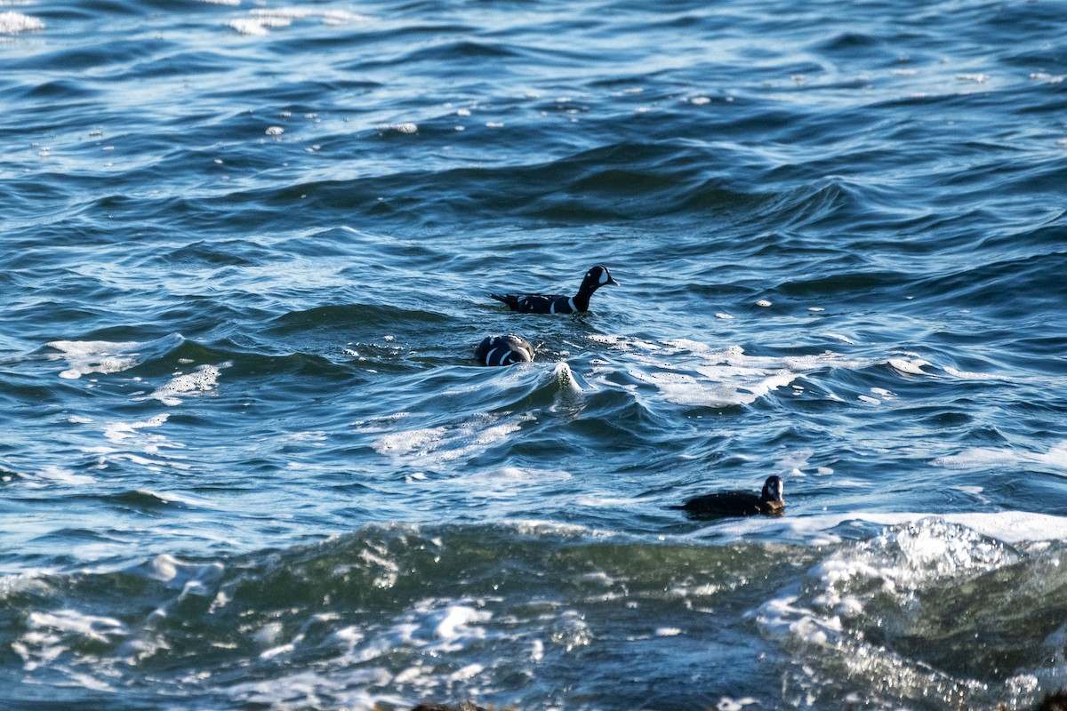 Harlequin Duck - ML616674422