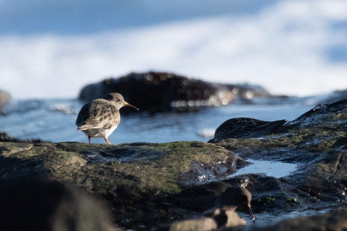 Purple Sandpiper - Richard Littauer