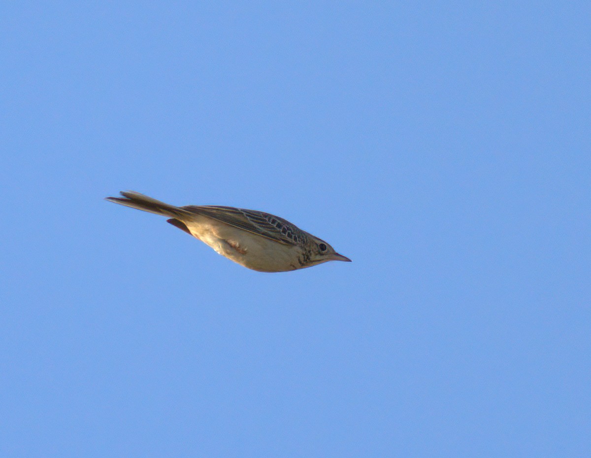 Richard's Pipit - Andy Benson