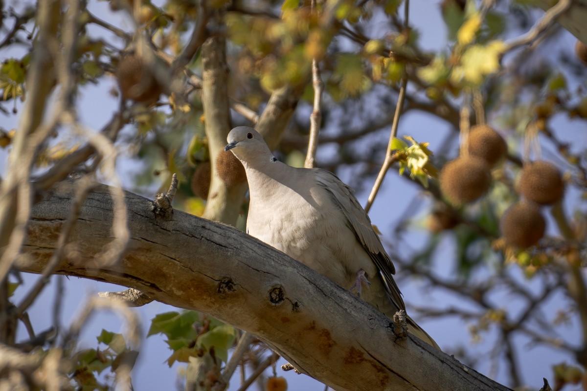 Eurasian Collared-Dove - ML616674458