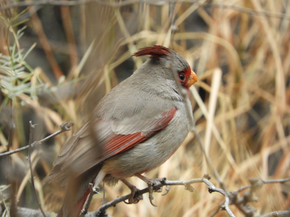 Cardinal pyrrhuloxia - ML616674466