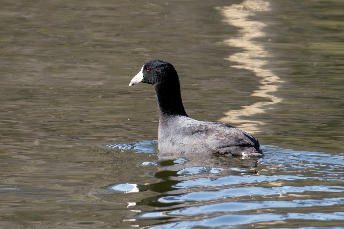 American Coot - ML616674495