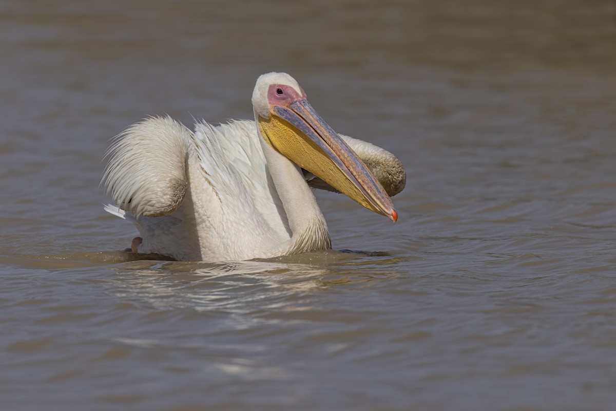 Great White Pelican - ML616674529