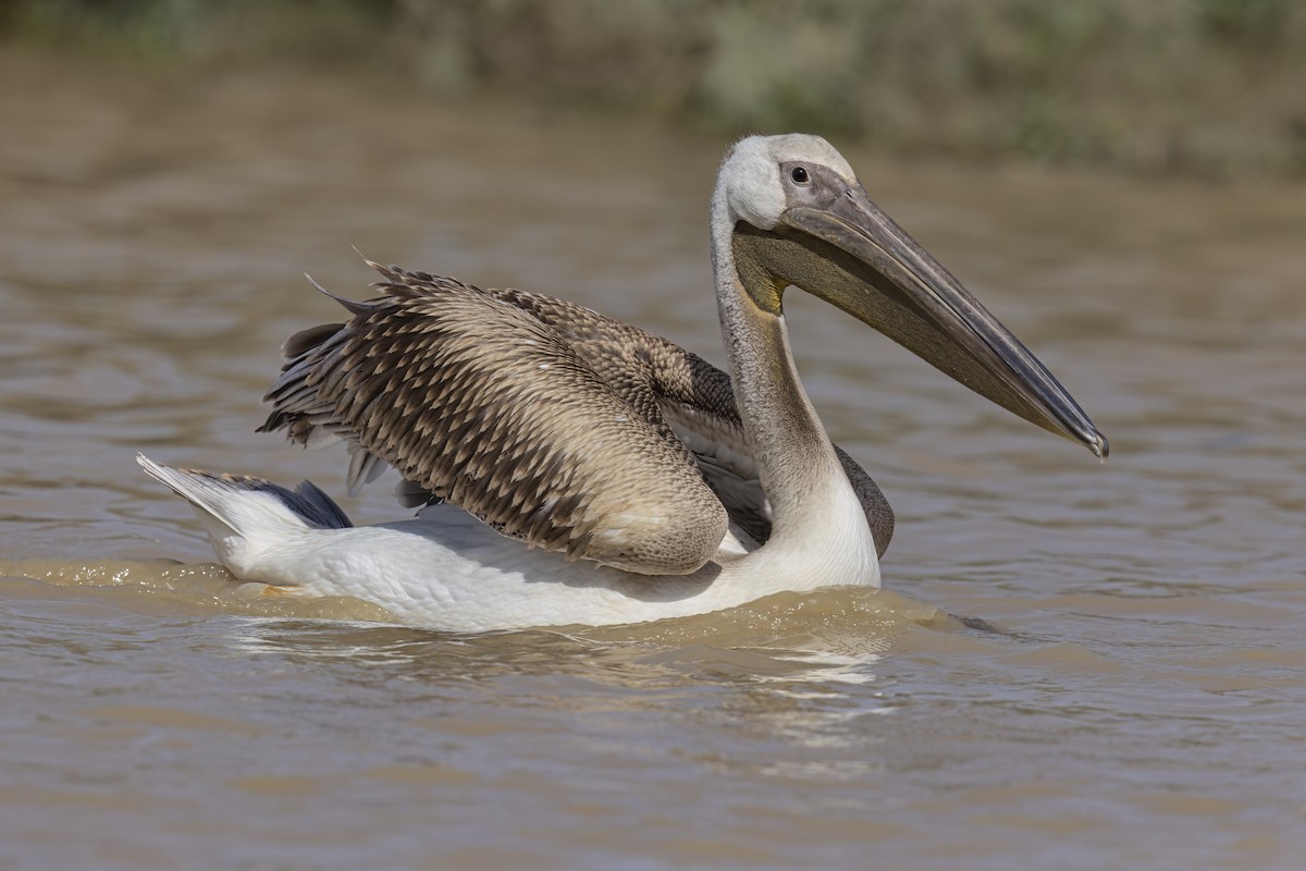 pelikán bílý - ML616674530