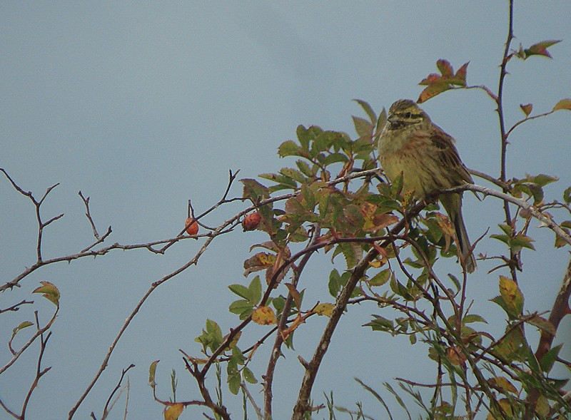 Cirl Bunting - ML616674544