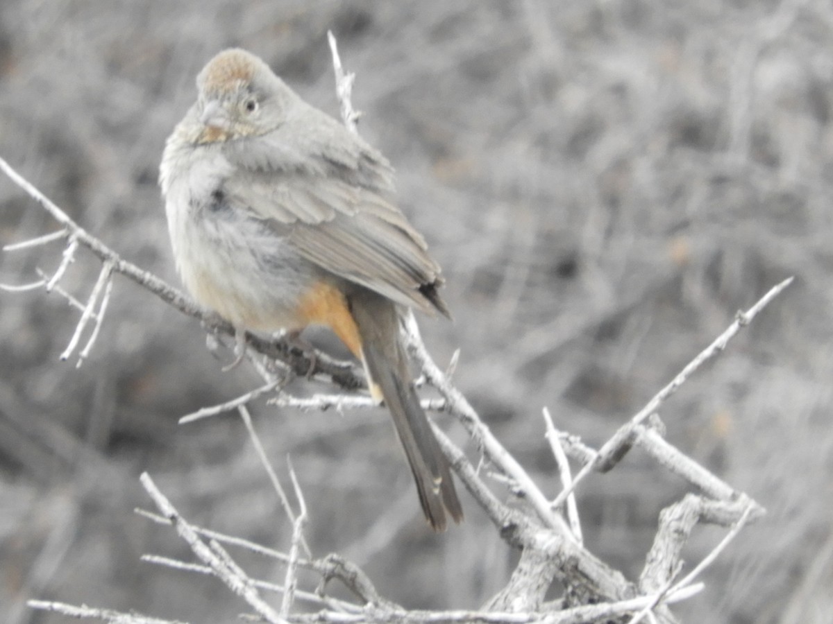 Canyon Towhee - ML616674545