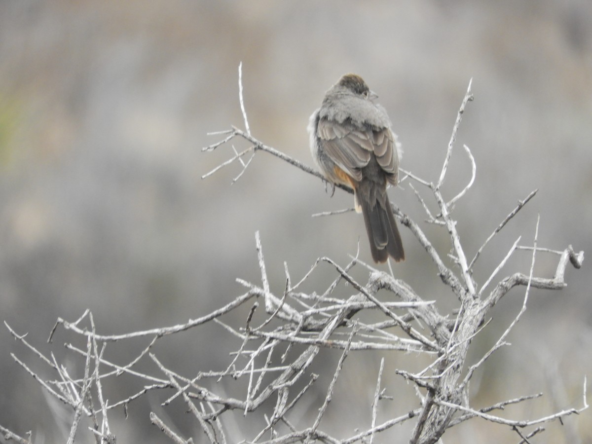 Canyon Towhee - ML616674546
