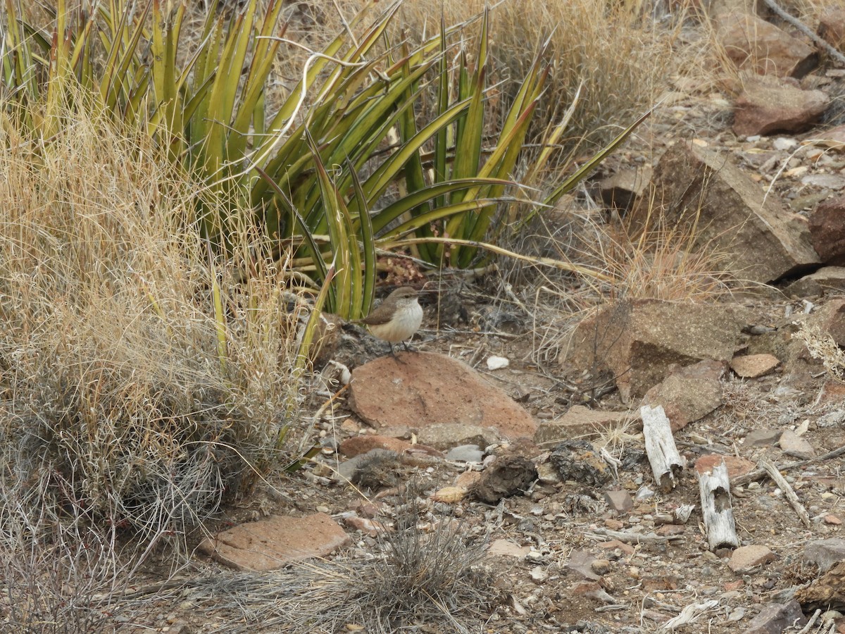 Rock Wren - ML616674569