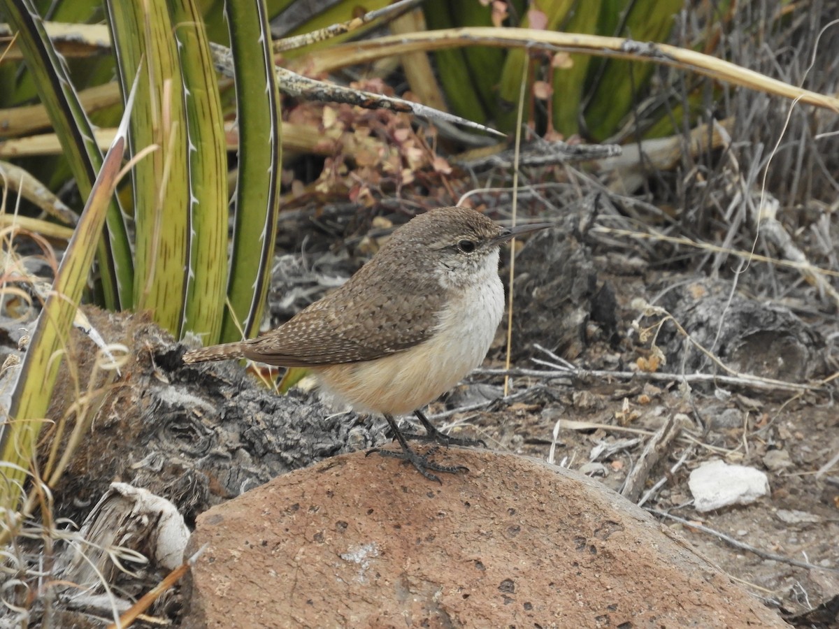 Rock Wren - ML616674570