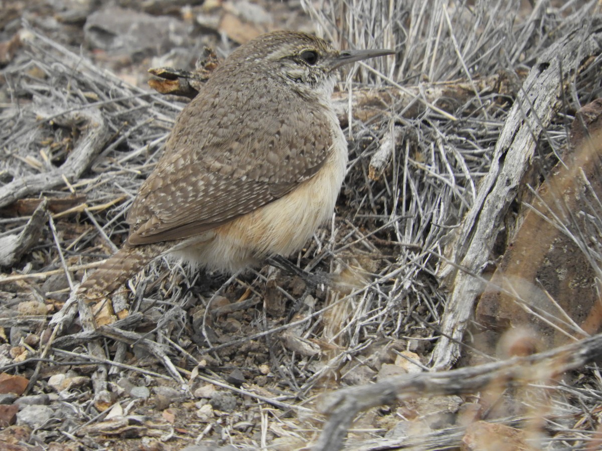 Rock Wren - ML616674571