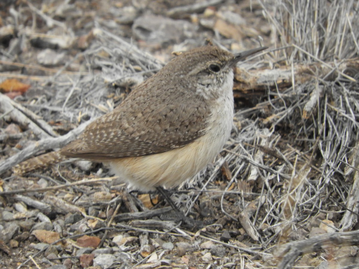 Rock Wren - ML616674572