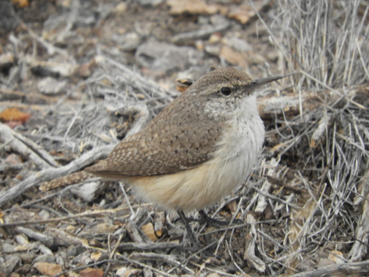 Rock Wren - ML616674573