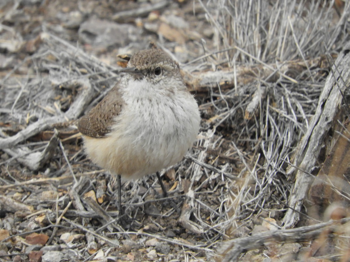 Rock Wren - ML616674574