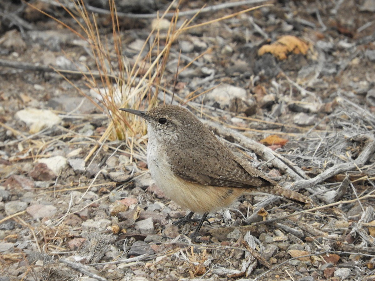 Rock Wren - ML616674575
