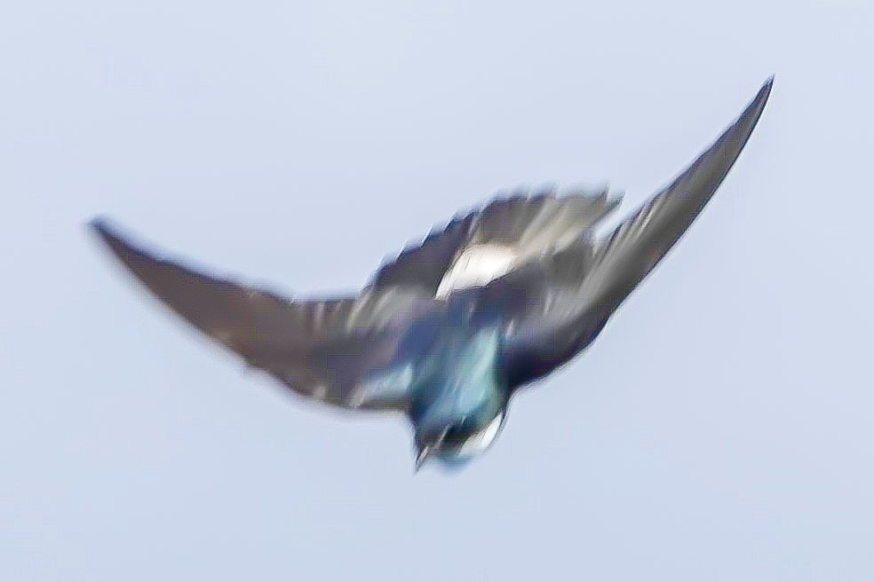 Mangrove Swallow - Edwin Larson