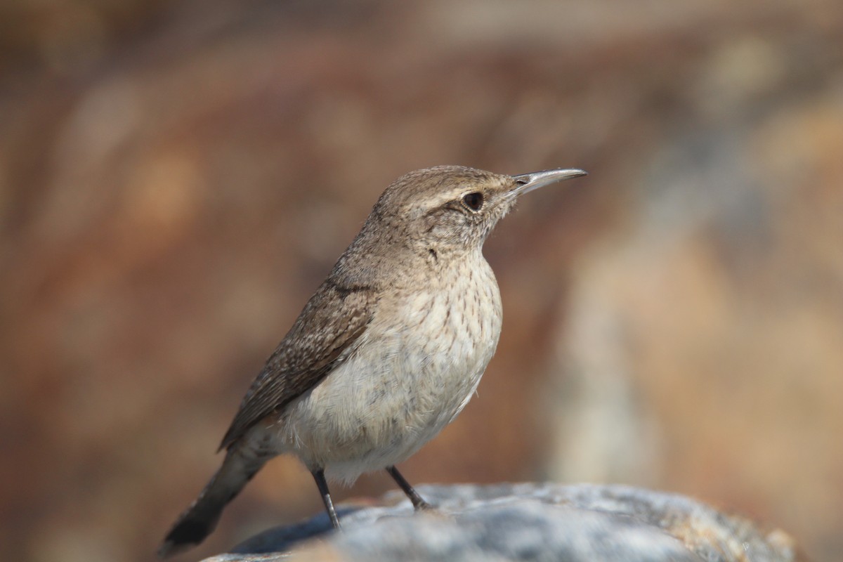 Rock Wren - ML616674583