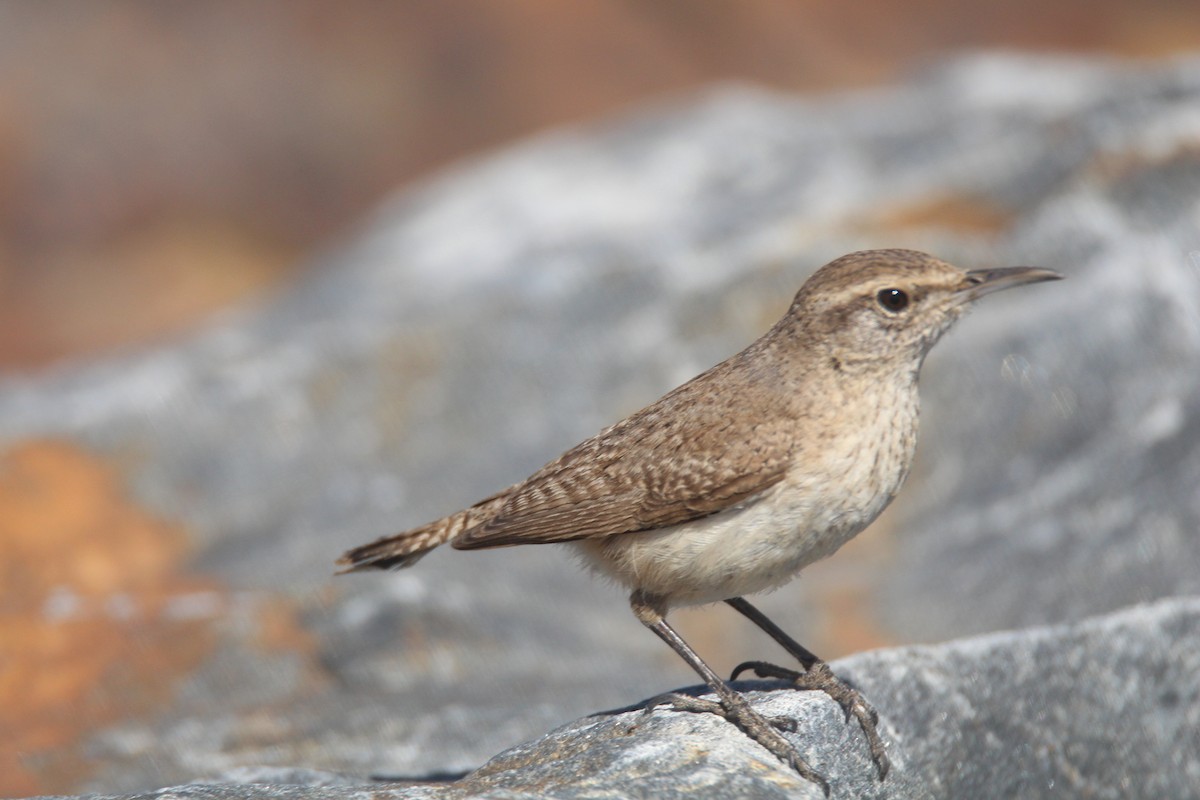 Rock Wren - Jim Roberts