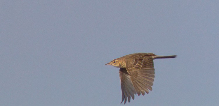 Richard's Pipit - Andy Benson