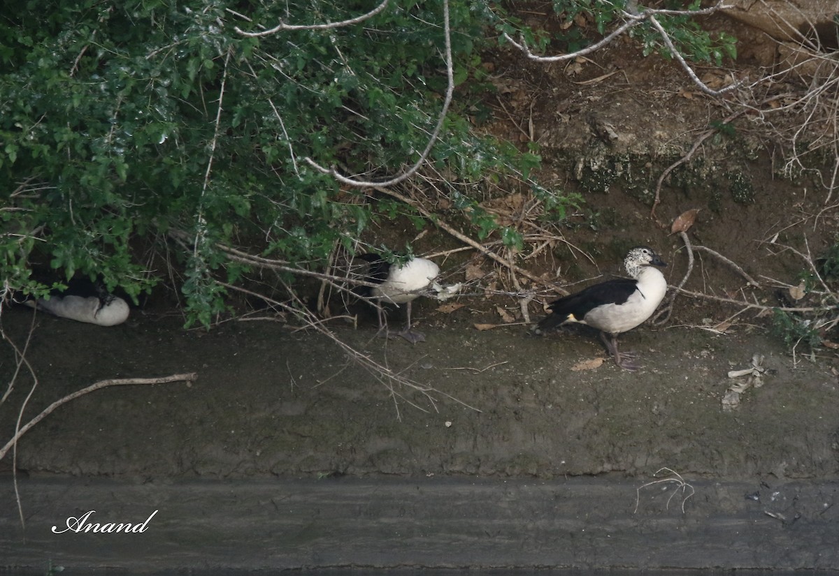 Knob-billed Duck - ML616674606