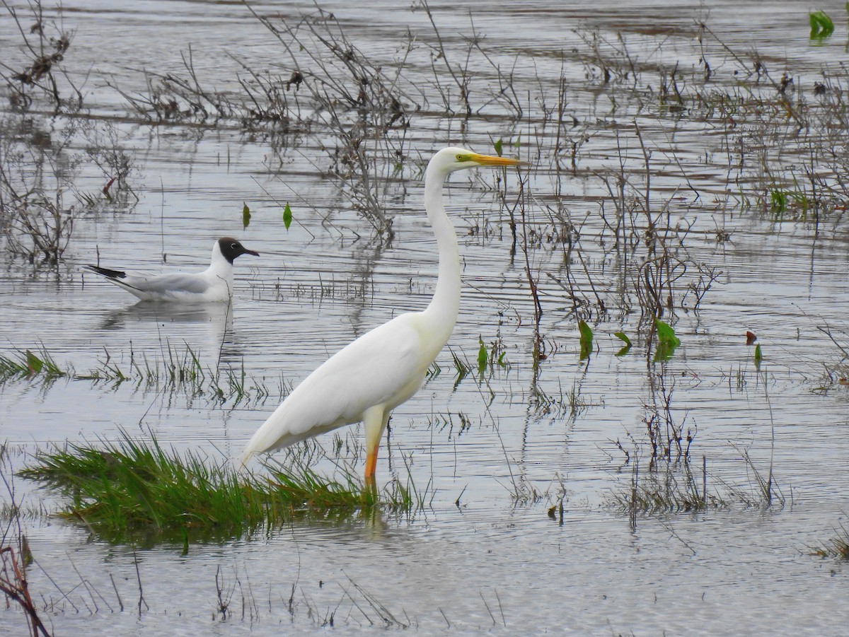 Great Egret - ML616674607