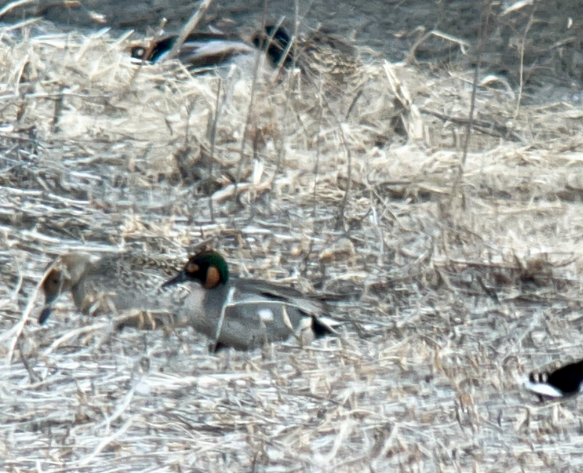 Northern Pintail x Green-winged Teal (hybrid) - ML616674611