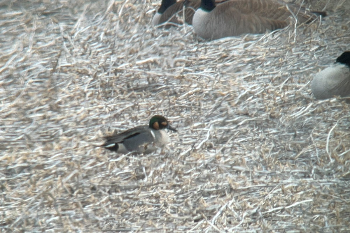 Northern Pintail x Green-winged Teal (hybrid) - ML616674614