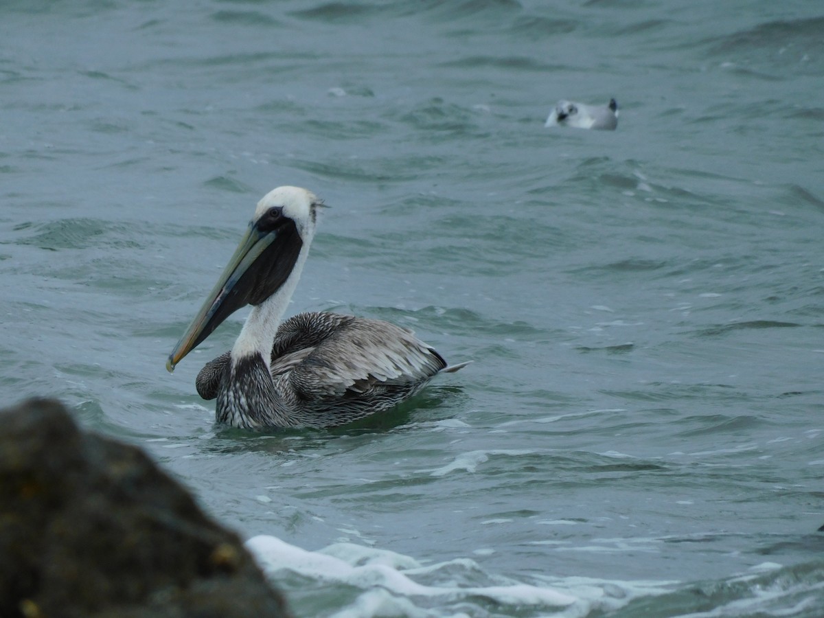 pelikán hnědý - ML616674617