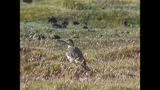 Andean Flicker - ML616674687