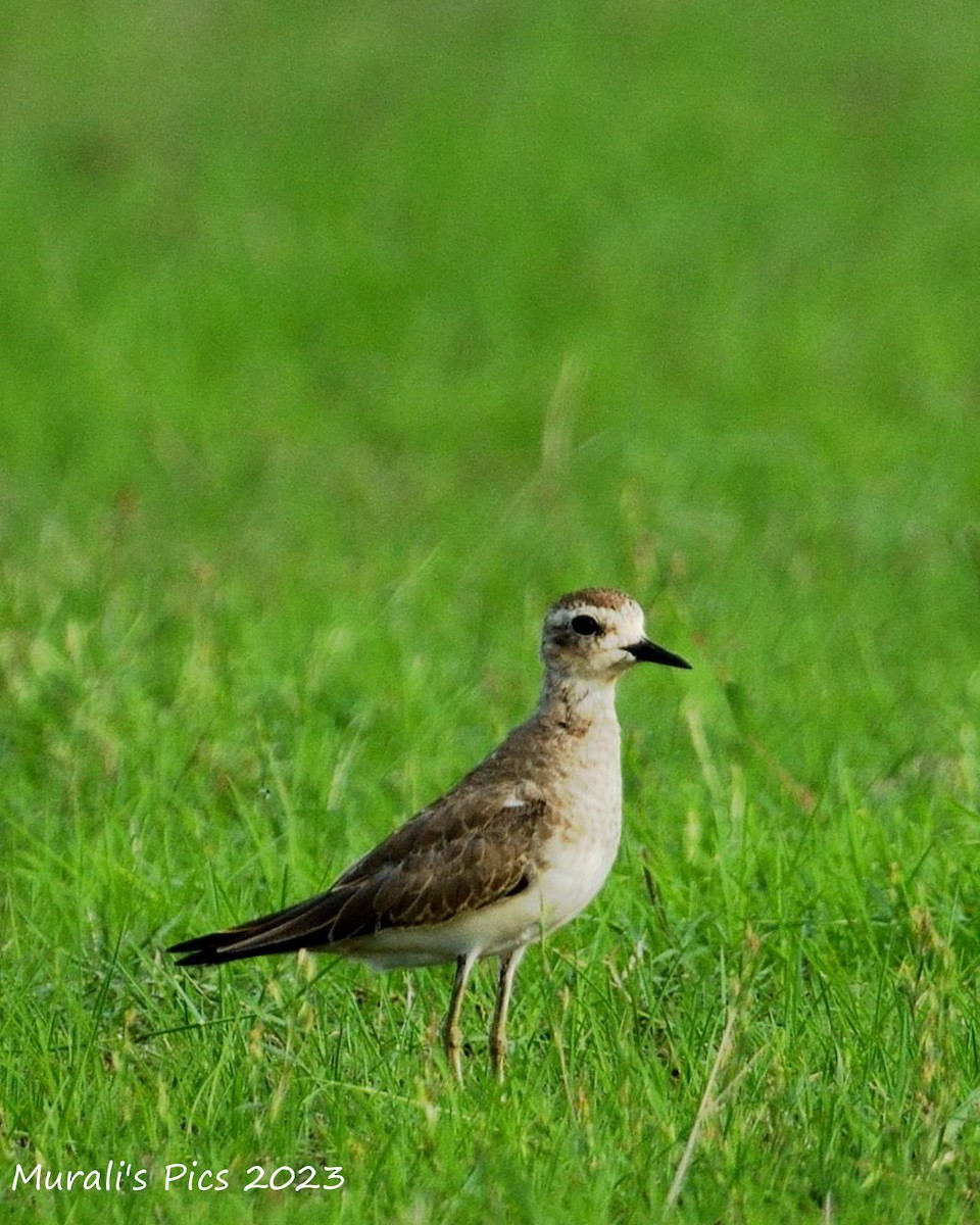 Caspian Plover - ML616674722