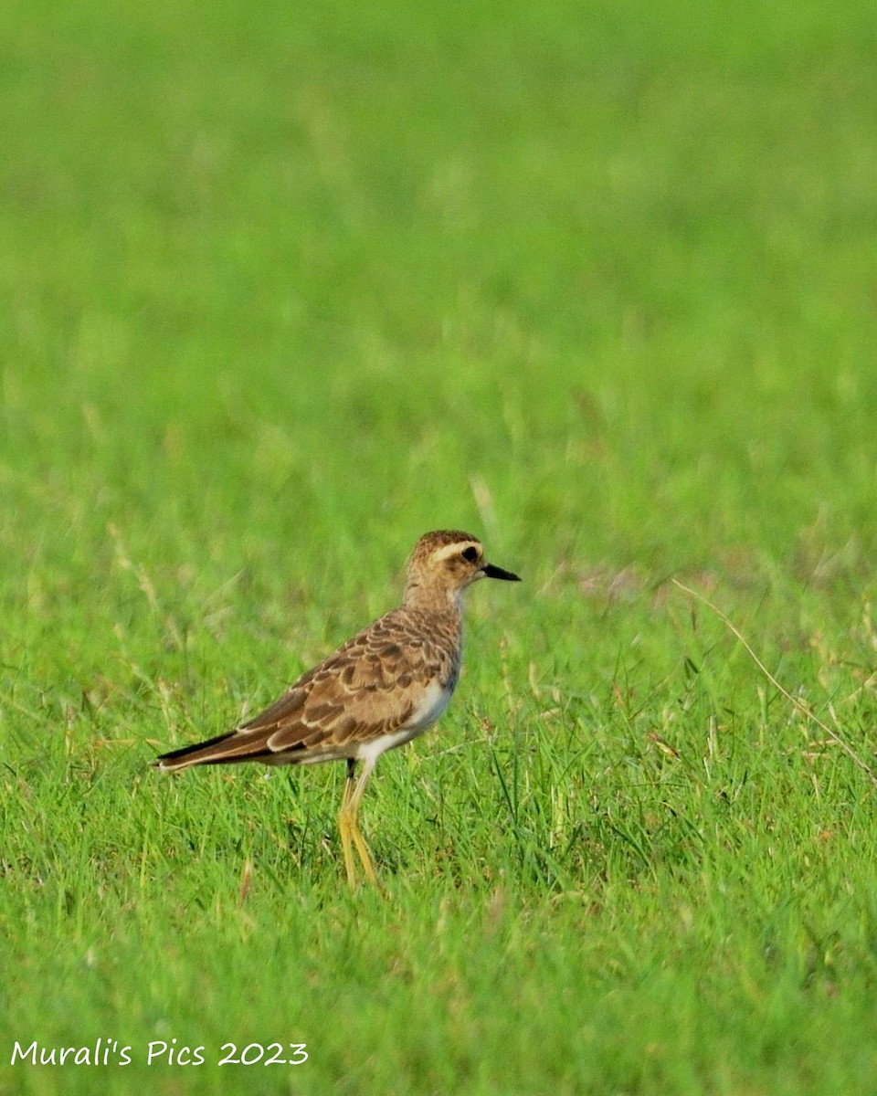 Caspian Plover - ML616674723