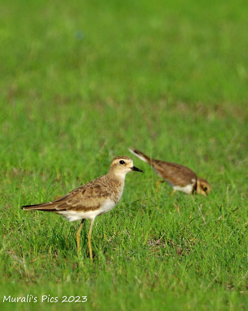 Caspian Plover - Murali Rajagopalan