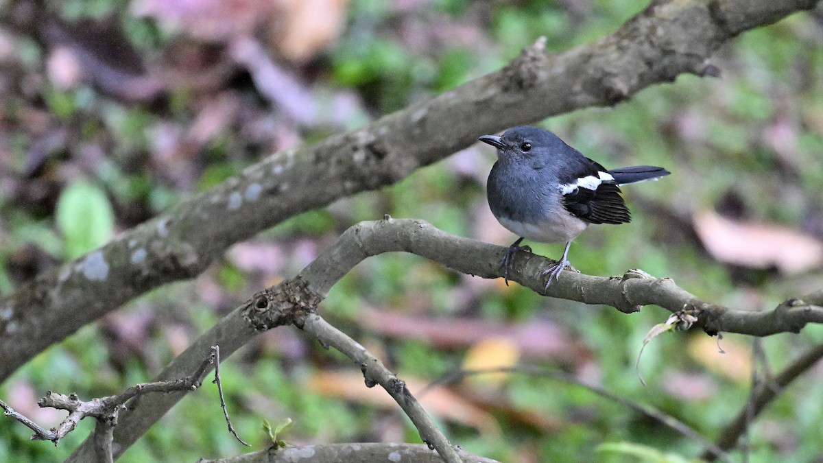 Oriental Magpie-Robin - ML616674762