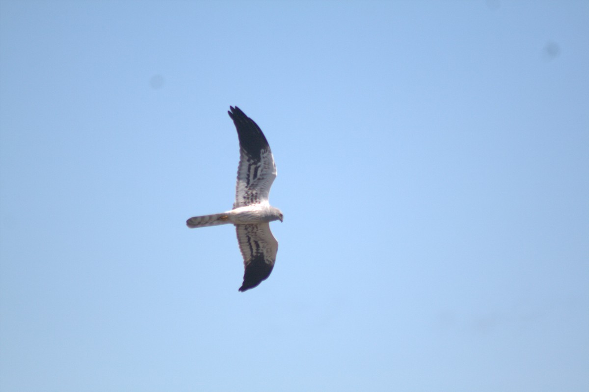 Montagu's Harrier - ML616674779