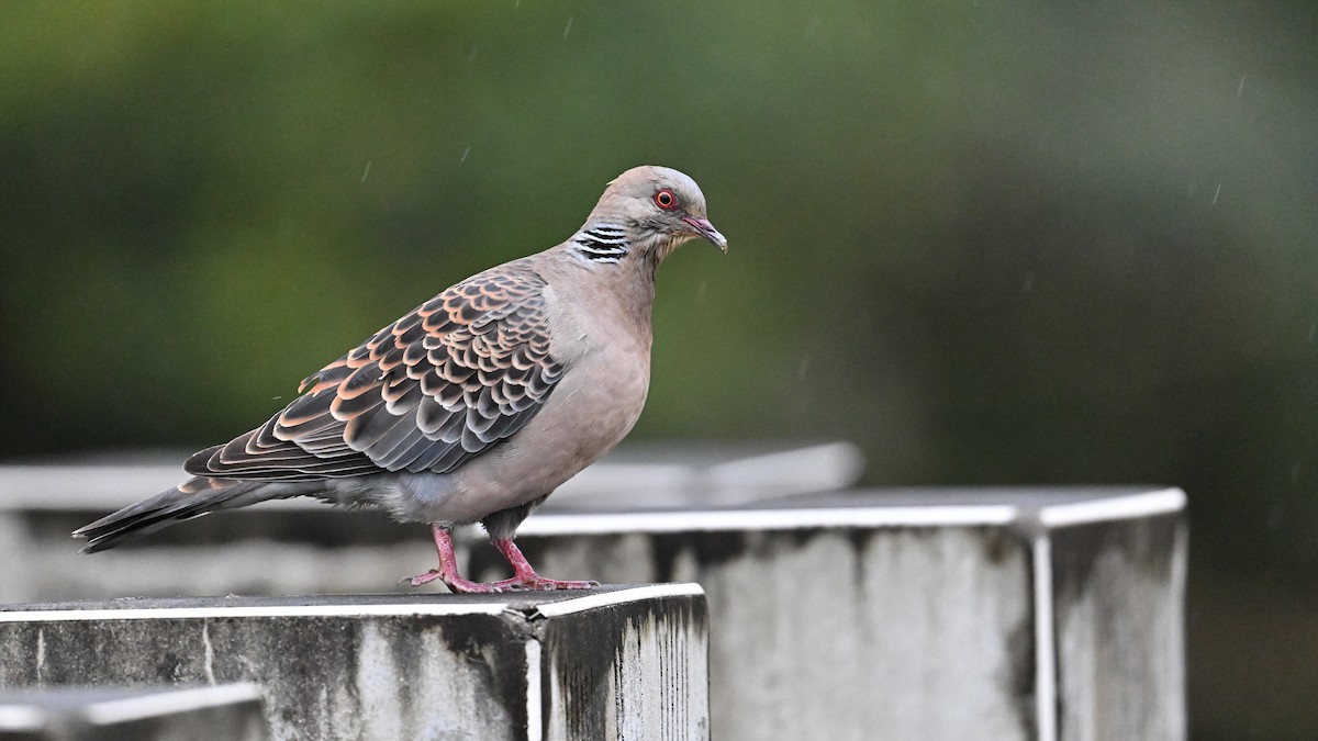 Oriental Turtle-Dove - Soren Bentzen