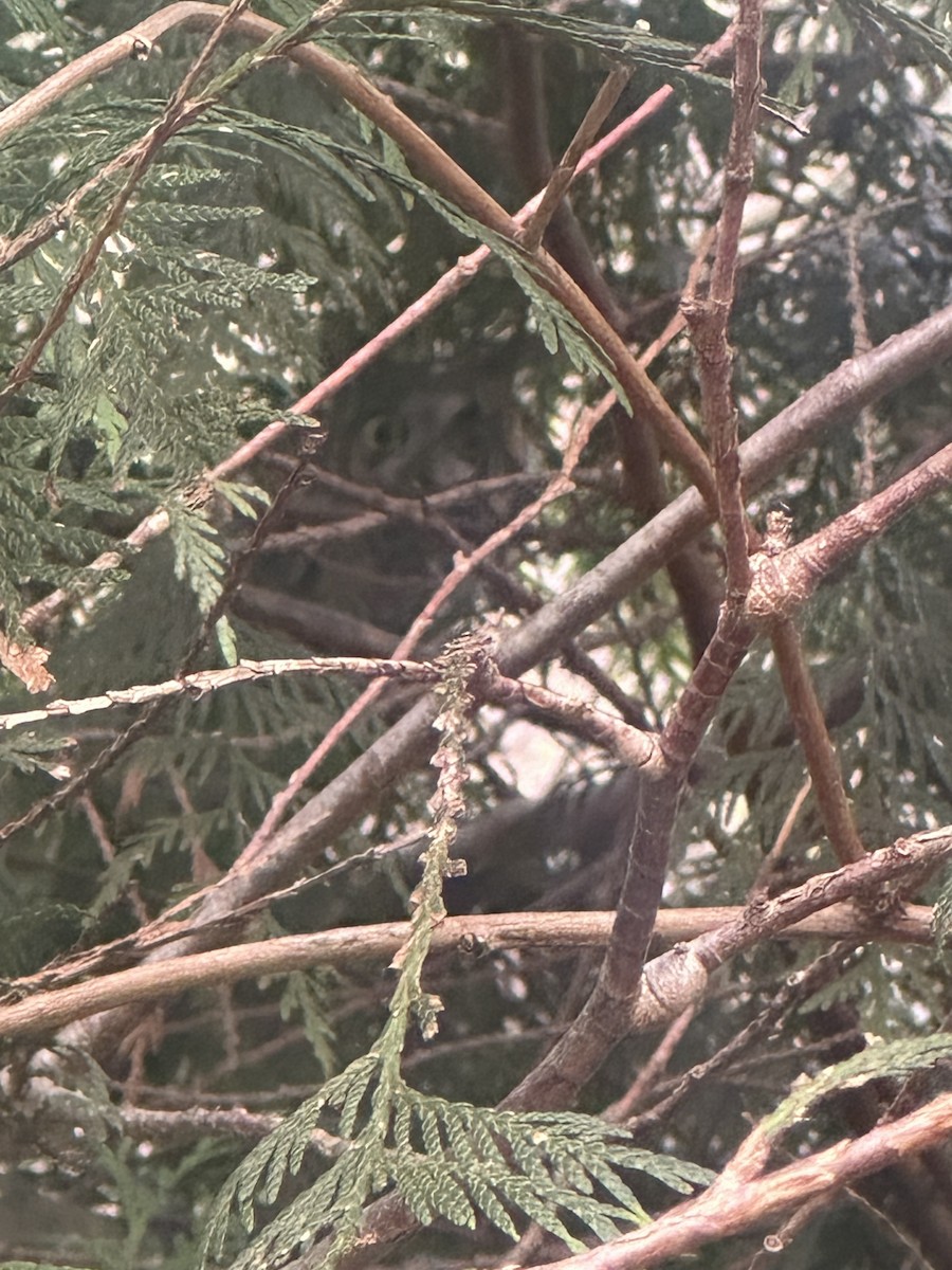 Long-eared Owl - ML616674804