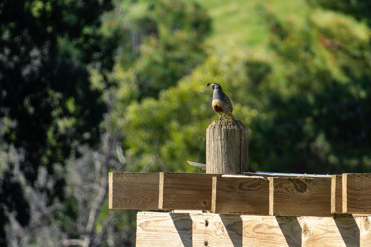 California Quail - ML616674827