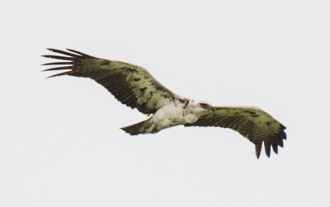 Martial Eagle - ML616674829