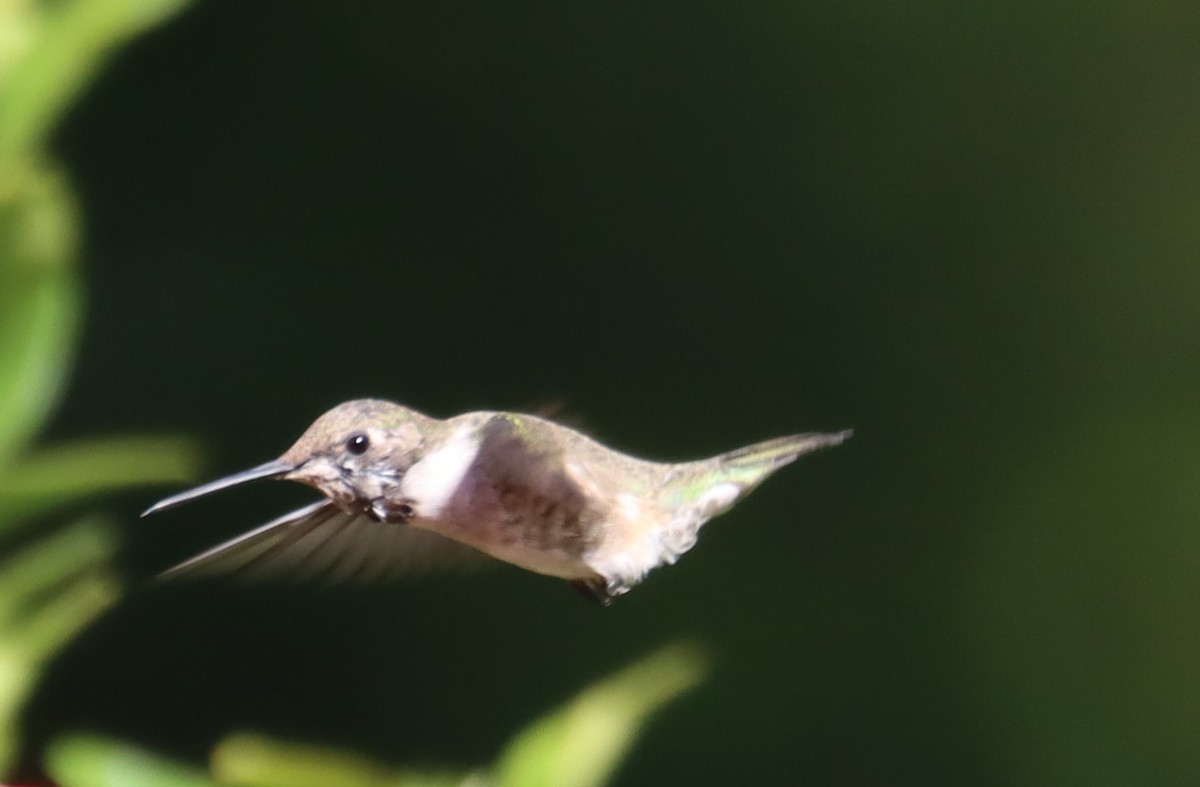 Black-chinned Hummingbird - ML616674845