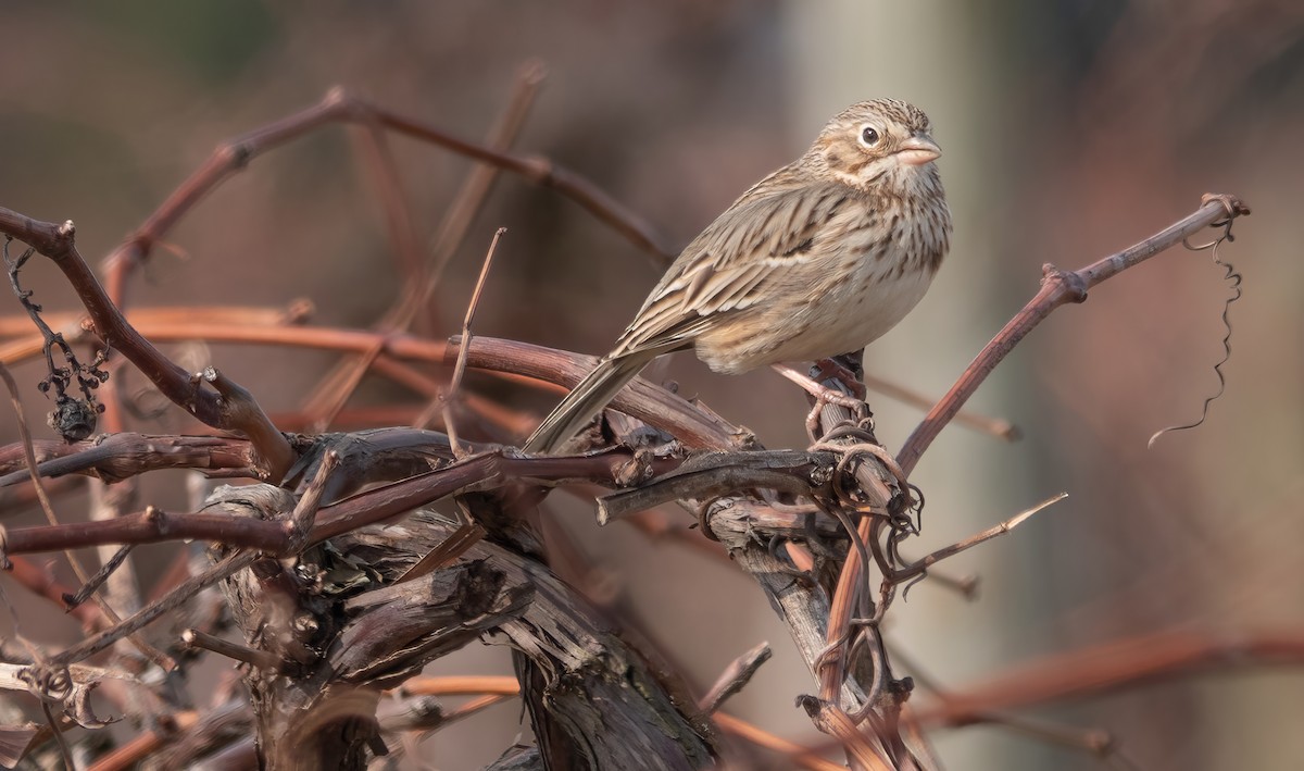 Vesper Sparrow - Gale VerHague