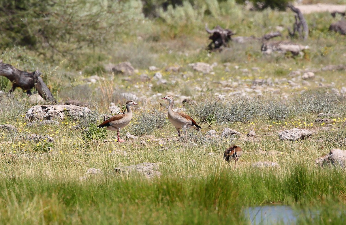 Egyptian Goose - Yannick FRANCOIS