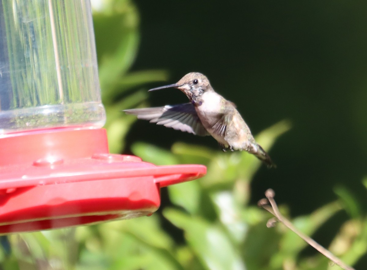 Black-chinned Hummingbird - ML616674903