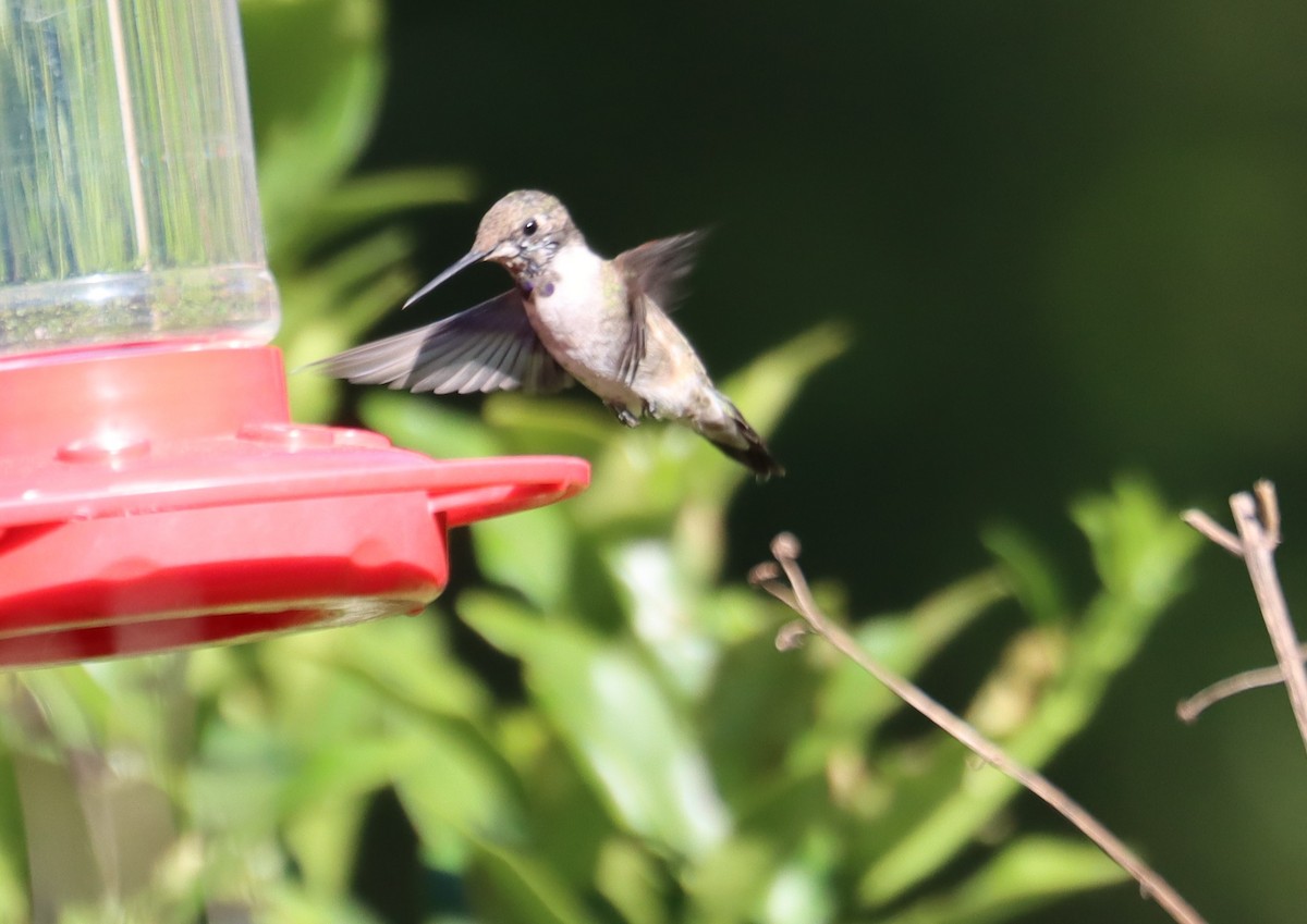 Black-chinned Hummingbird - ML616674913