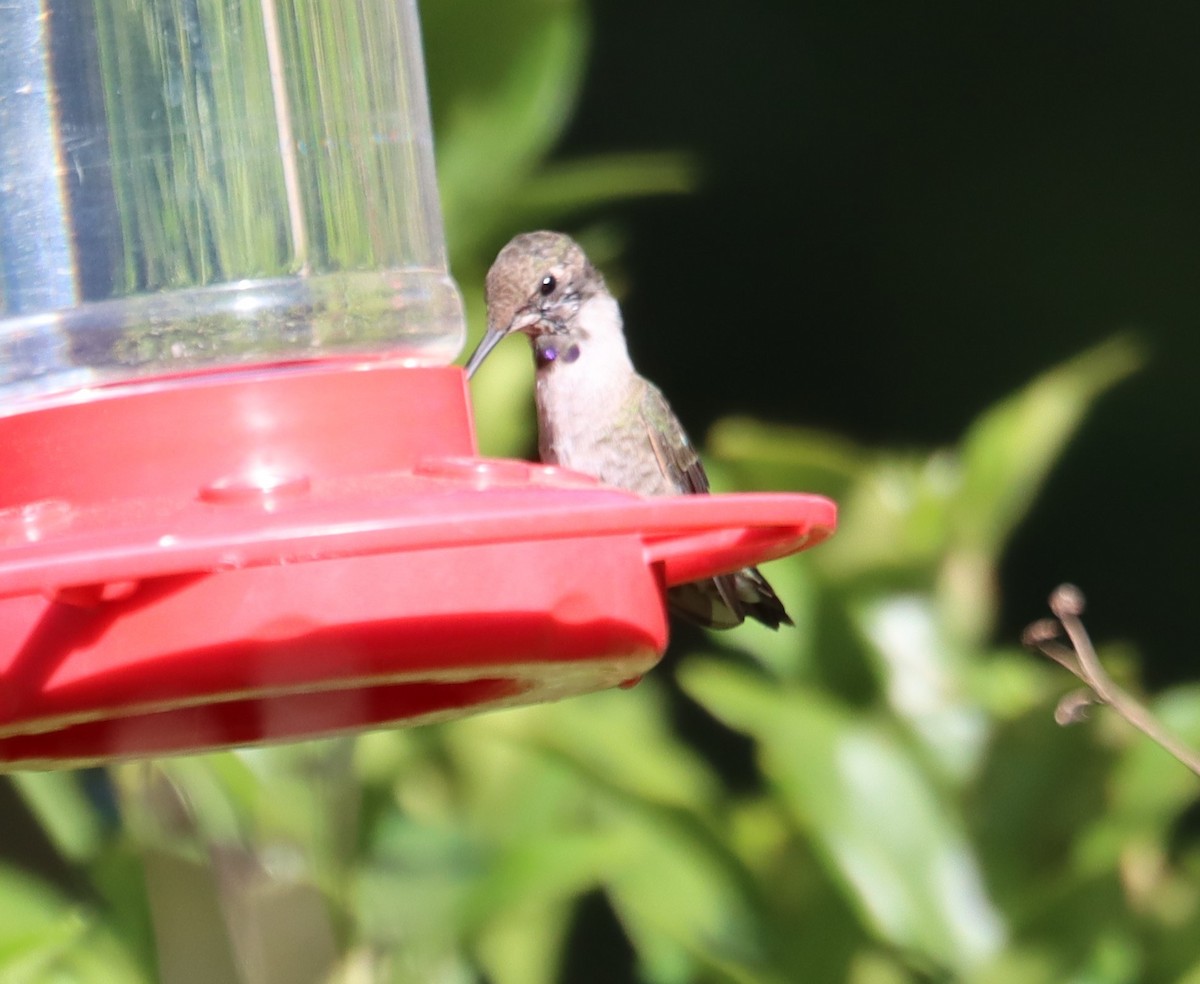 Black-chinned Hummingbird - ML616674917
