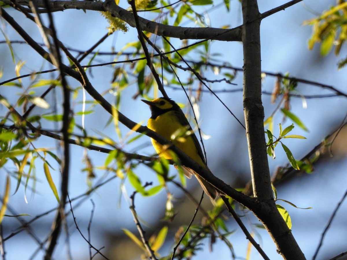 Hooded Warbler - Caleb Persia