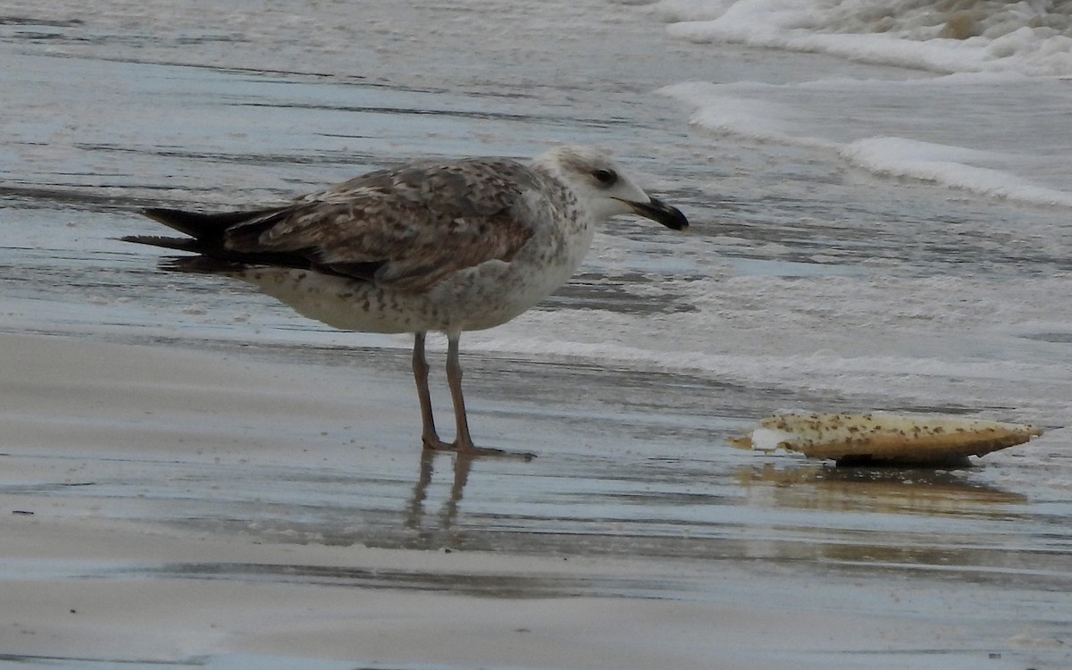 Gaviota Patiamarilla - ML616674944