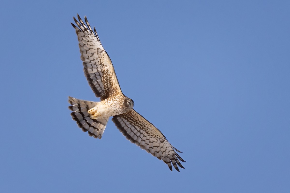 Northern Harrier - ML616674959