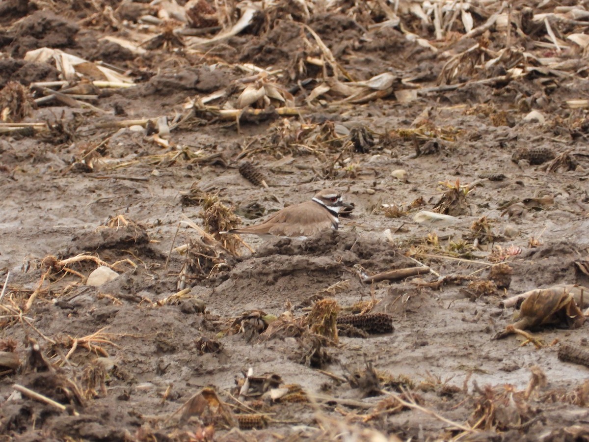 Killdeer - ML616674962